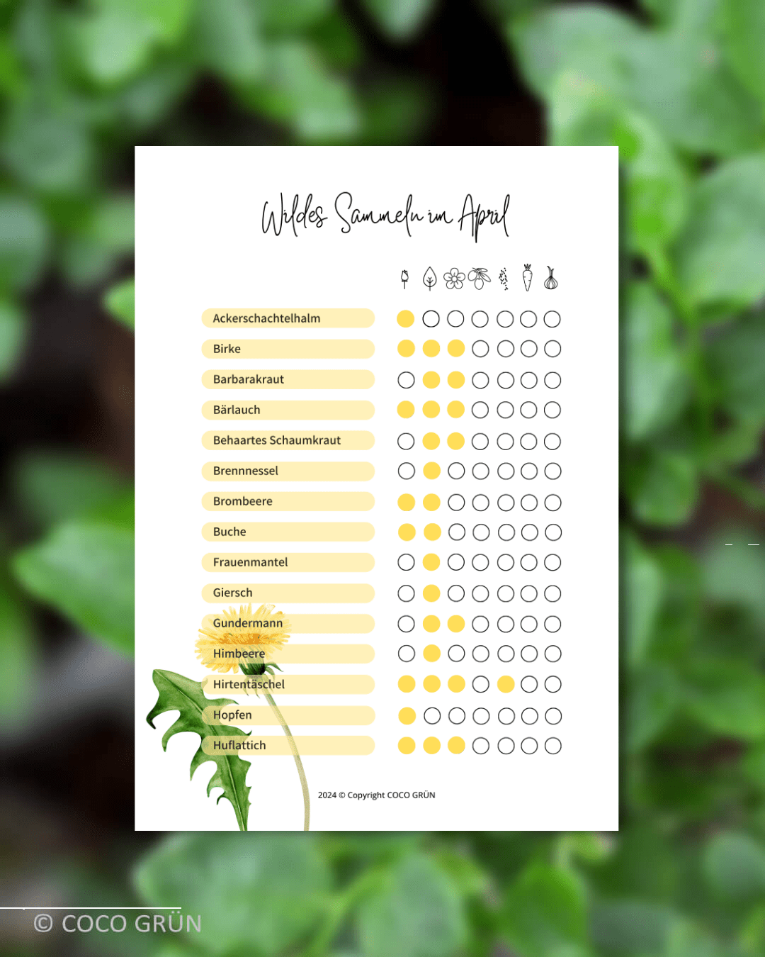 Wildpflanzen sammeln im April (Liste) Wildpflanzen sammeln im April (Liste)