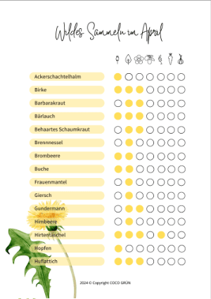 Wildpflanzen sammeln im April - klein Wildpflanzen sammeln im April - klein