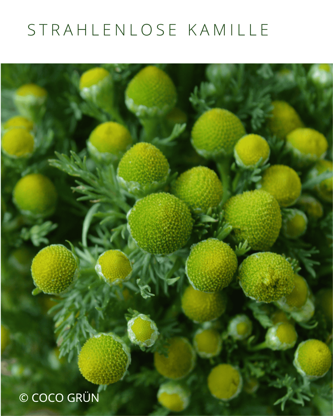 Strahlenlose Kamille Blüten