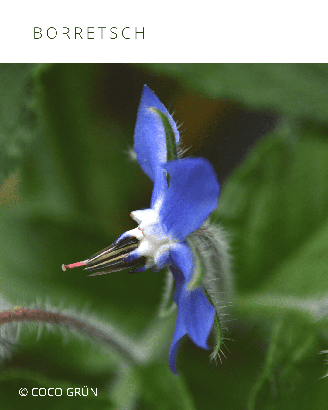 Blaue Borretschblüte