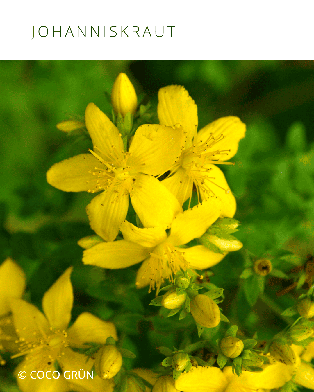 Gelbe Johanniskrautblüten