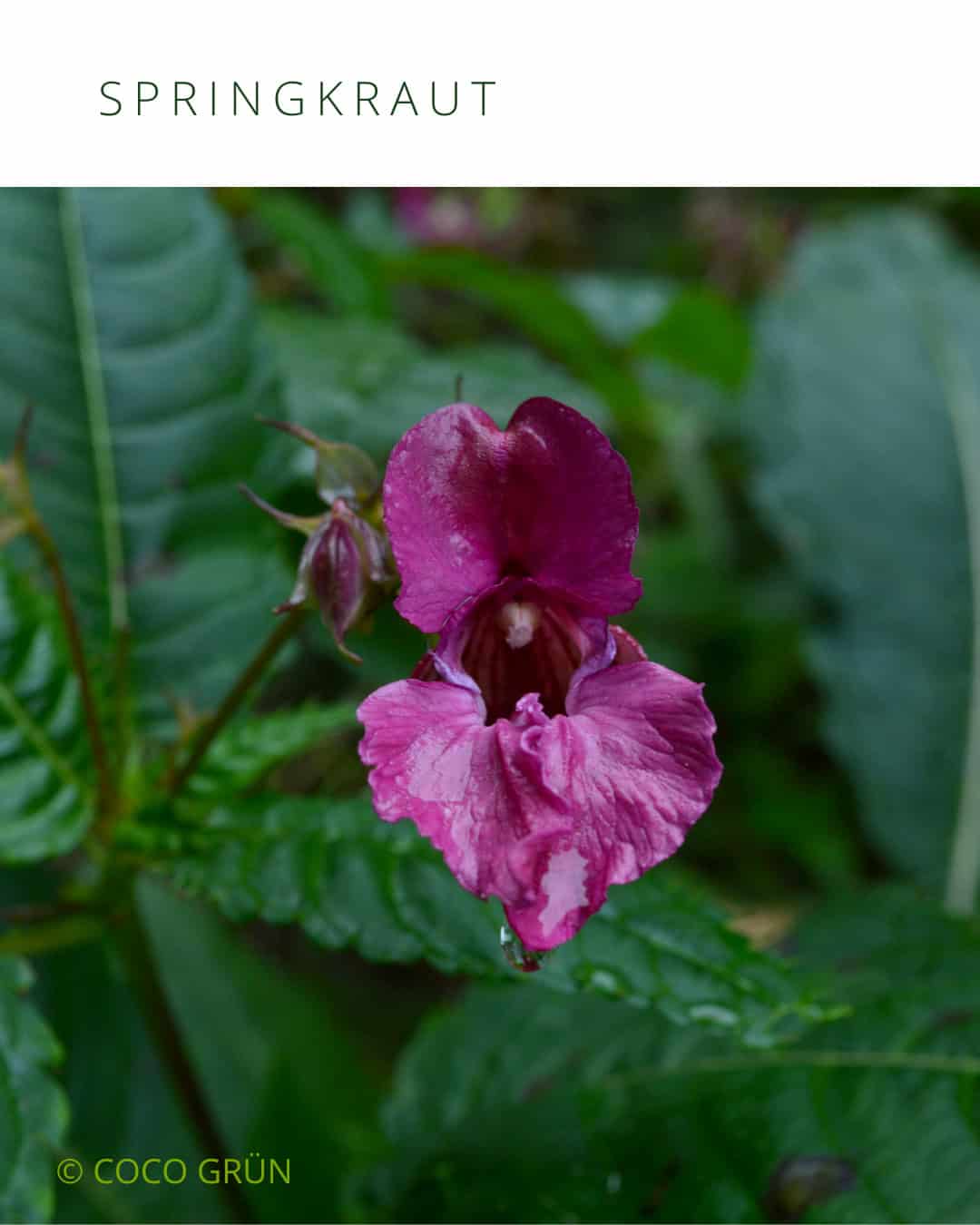 Purpurrote Springkrautblüte