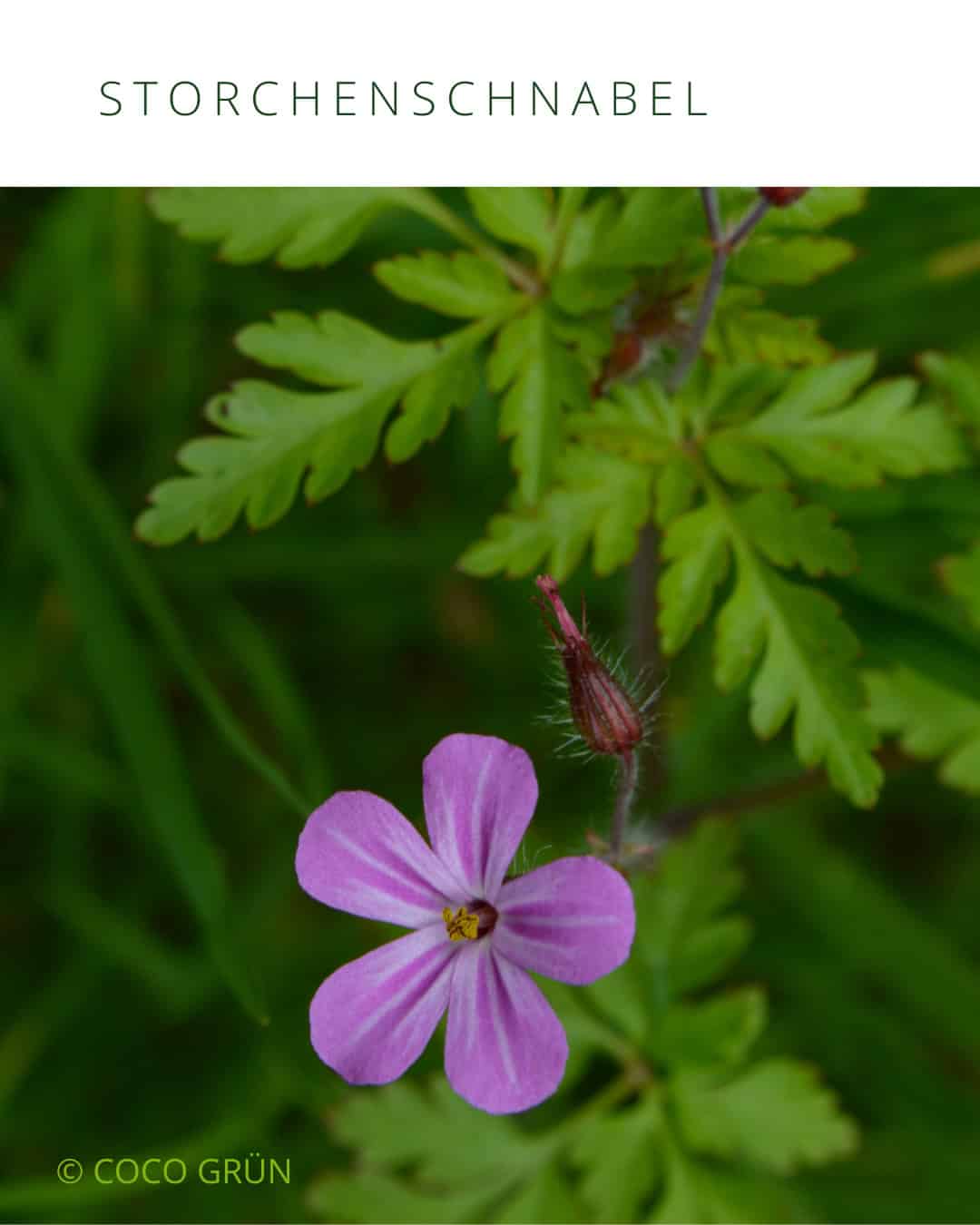 Storchschnabelblüte
