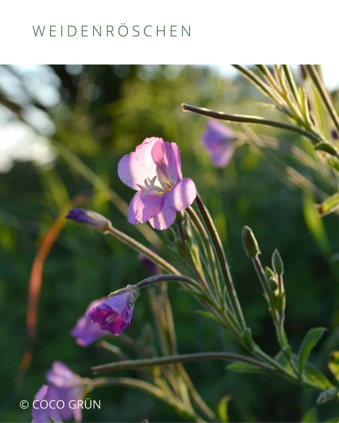 Weidenröschen Blüten