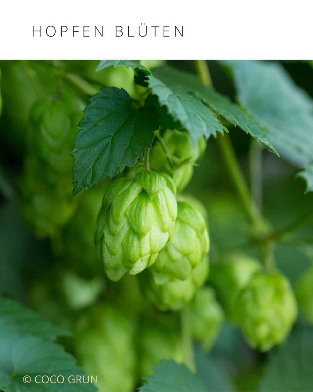 Hopfenzapfen