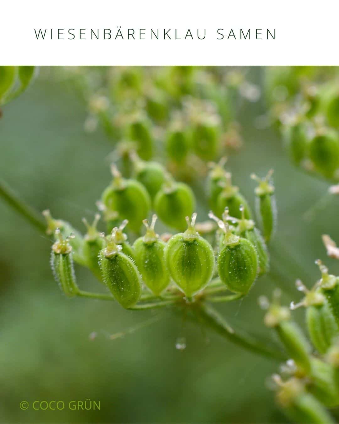 Wiesenbärenklausamen