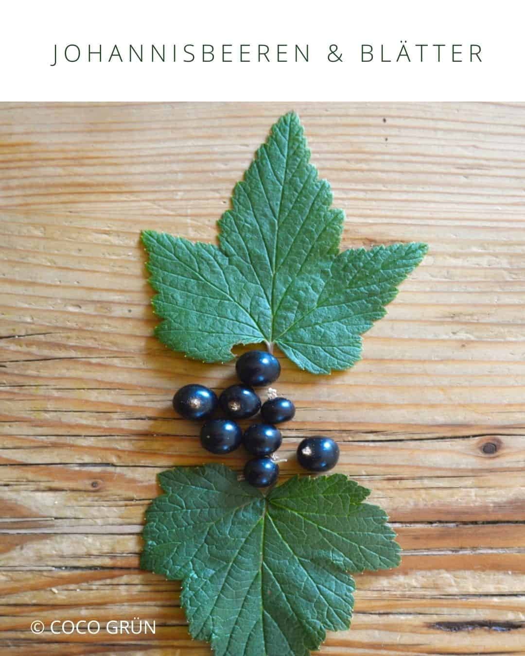 schwarze Johannisbeeren