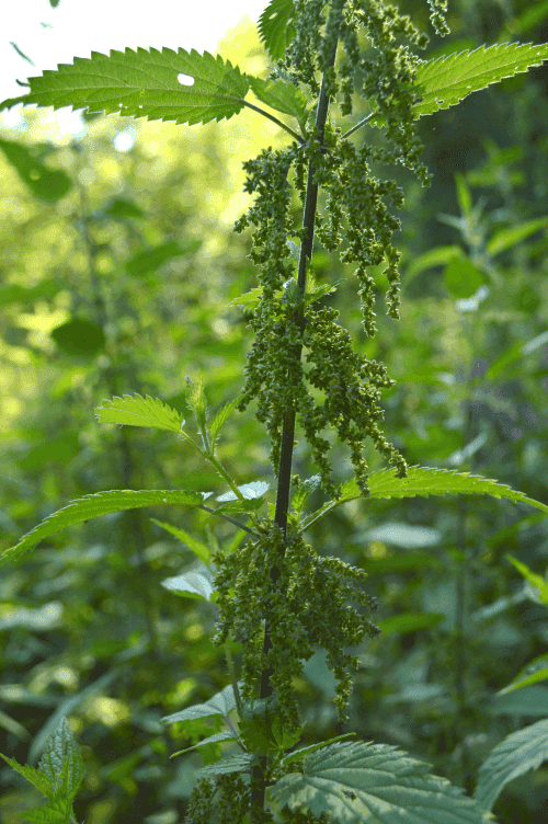 Weibliche Brennnessel mit reifen Brennnesselsamen