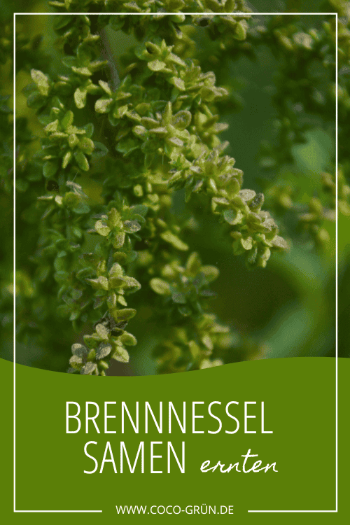 Brennnesselsamen
