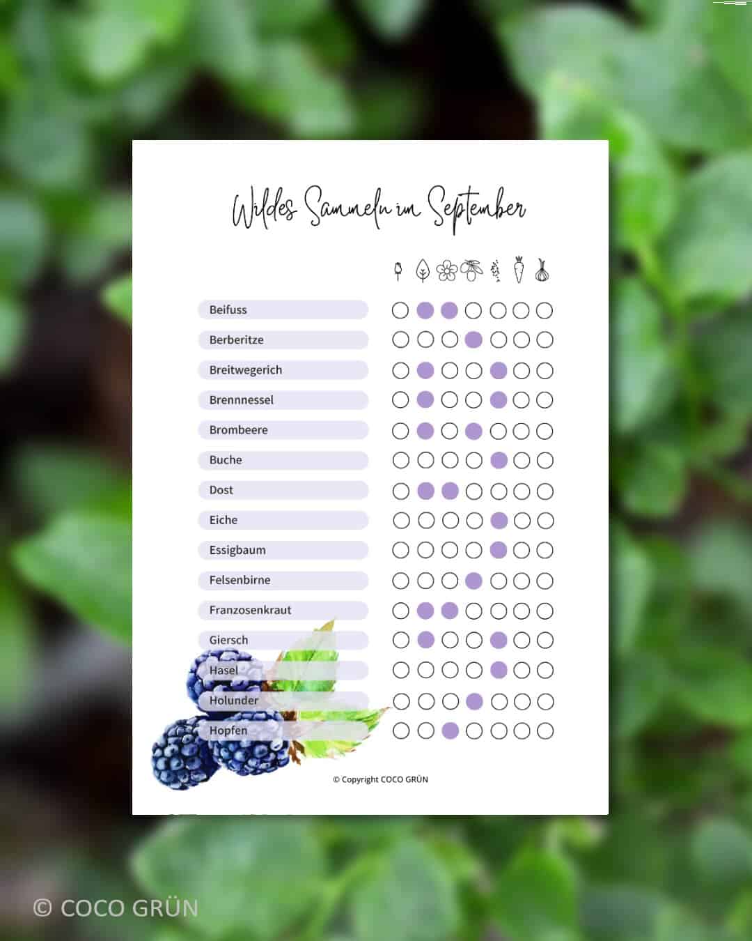 Wildpflanzen sammeln im September (Startseite)