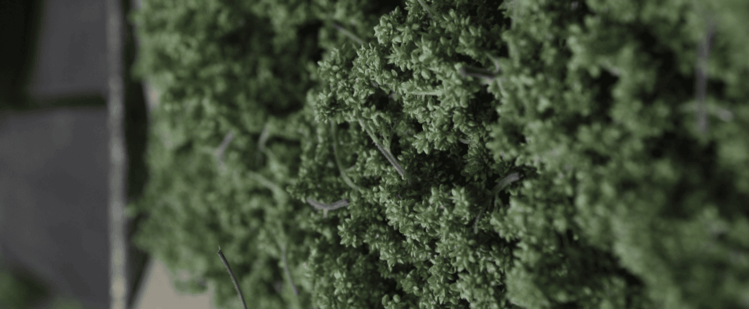 Brennnesselsamen auf einem Blech