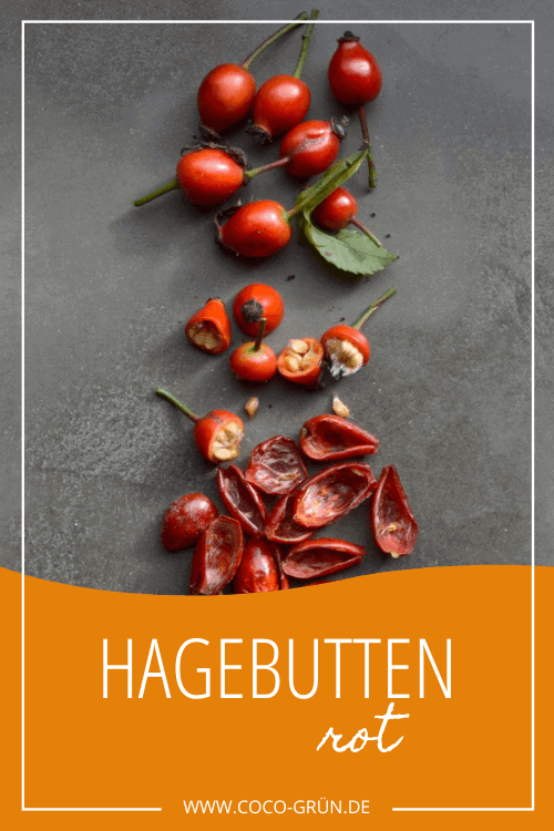 Hagebutten rot Hagebutten rot