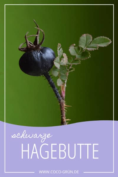 Schwarze Hagebutte Schwarze Hagebutte