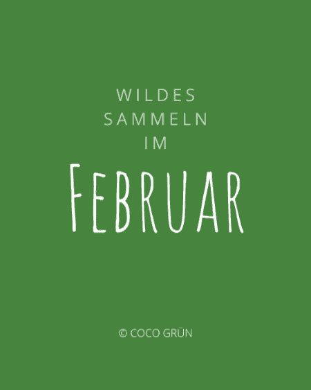 Wildpflanzen sammeln im Februar