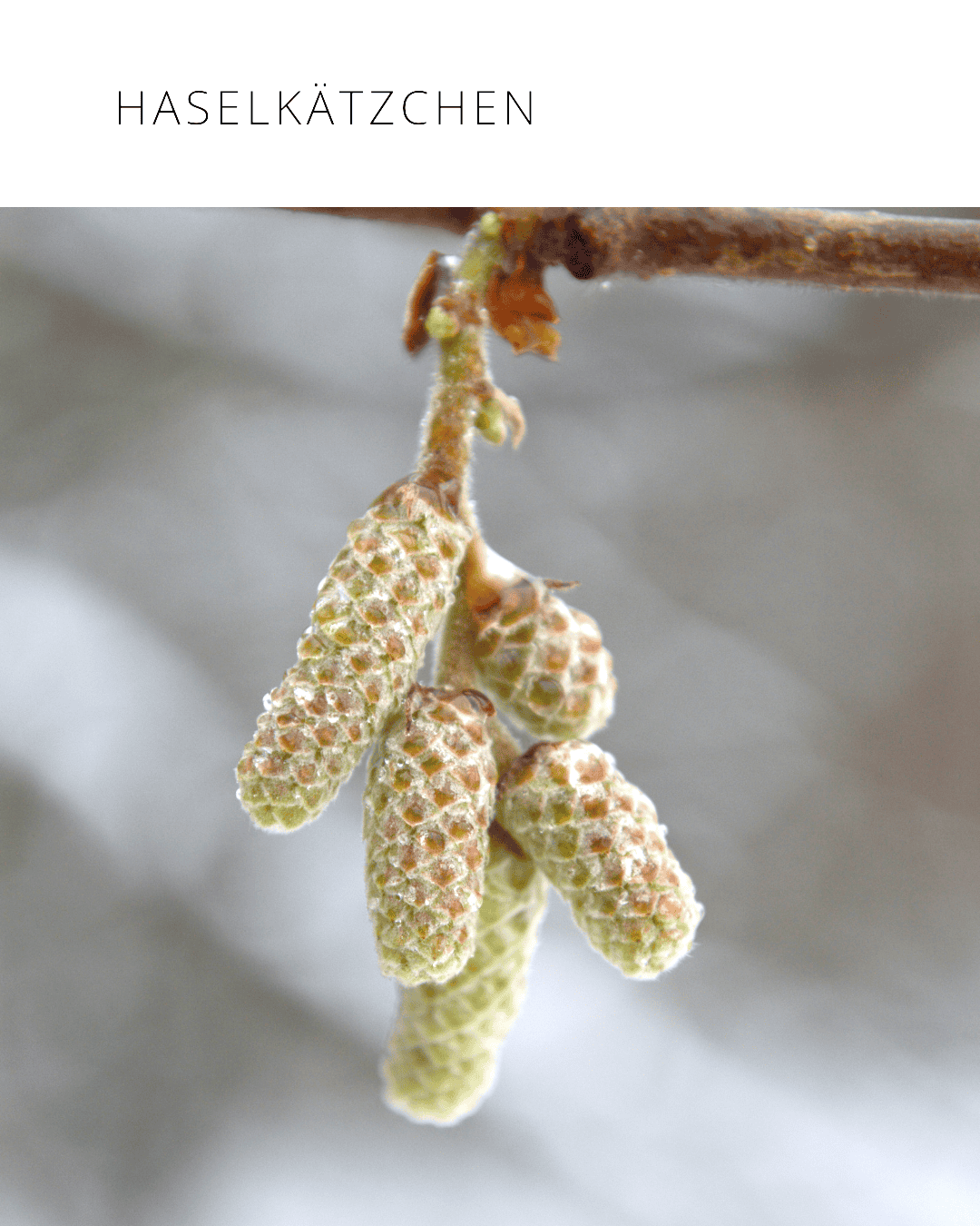 Haselkätzchen