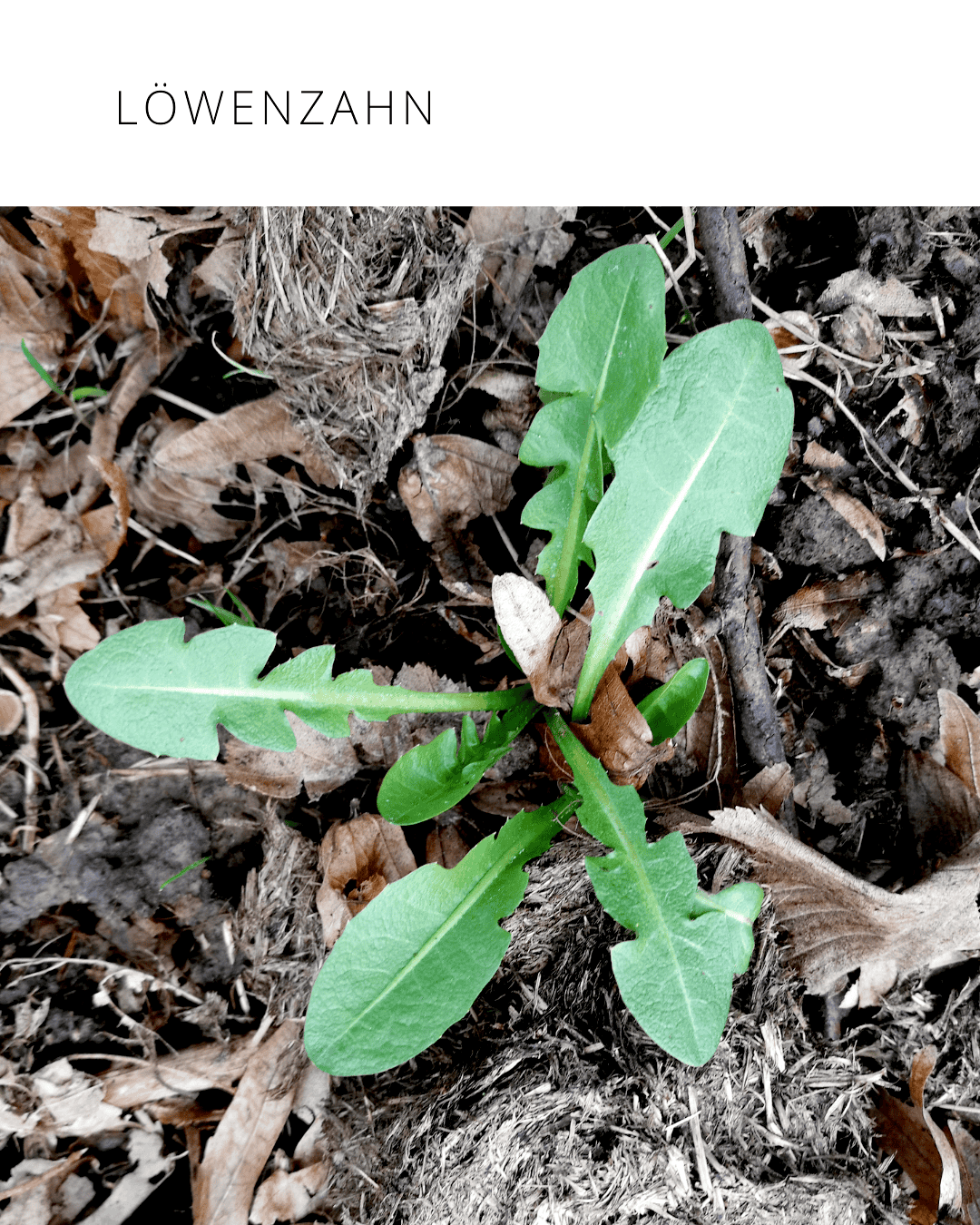 Löwenzahn