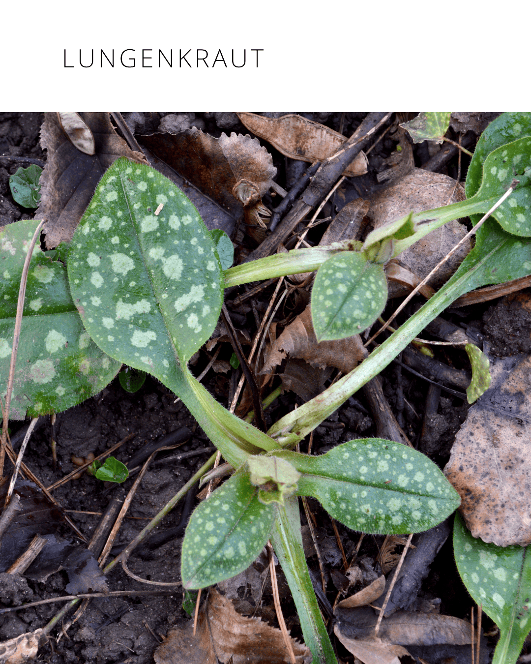 Lungenkraut