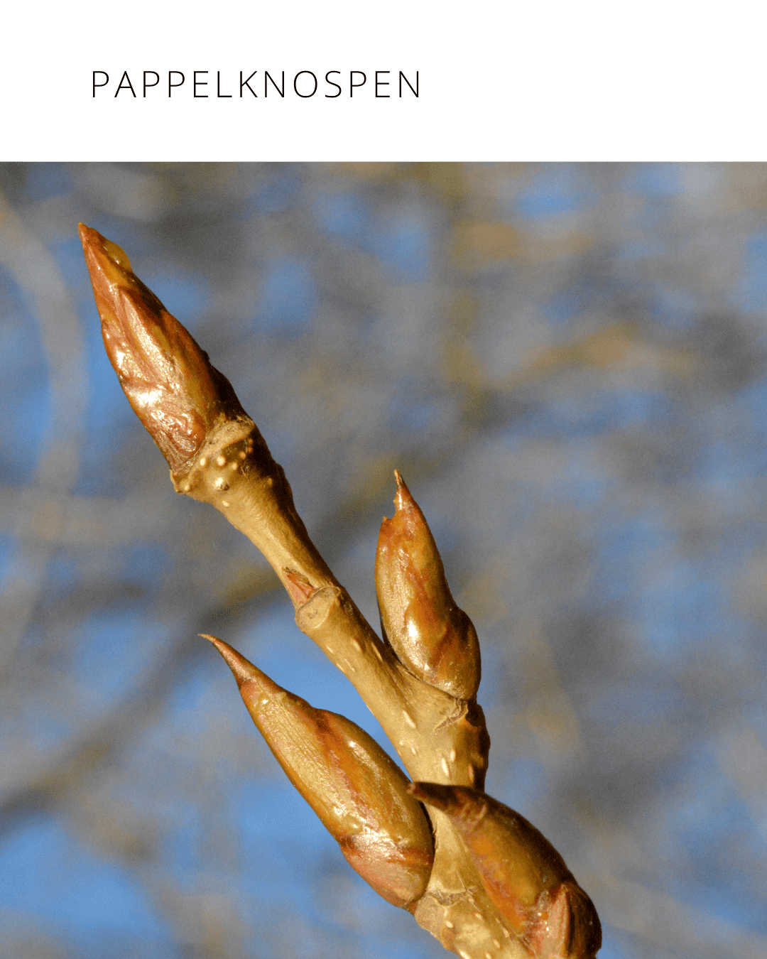 Pappelknospen