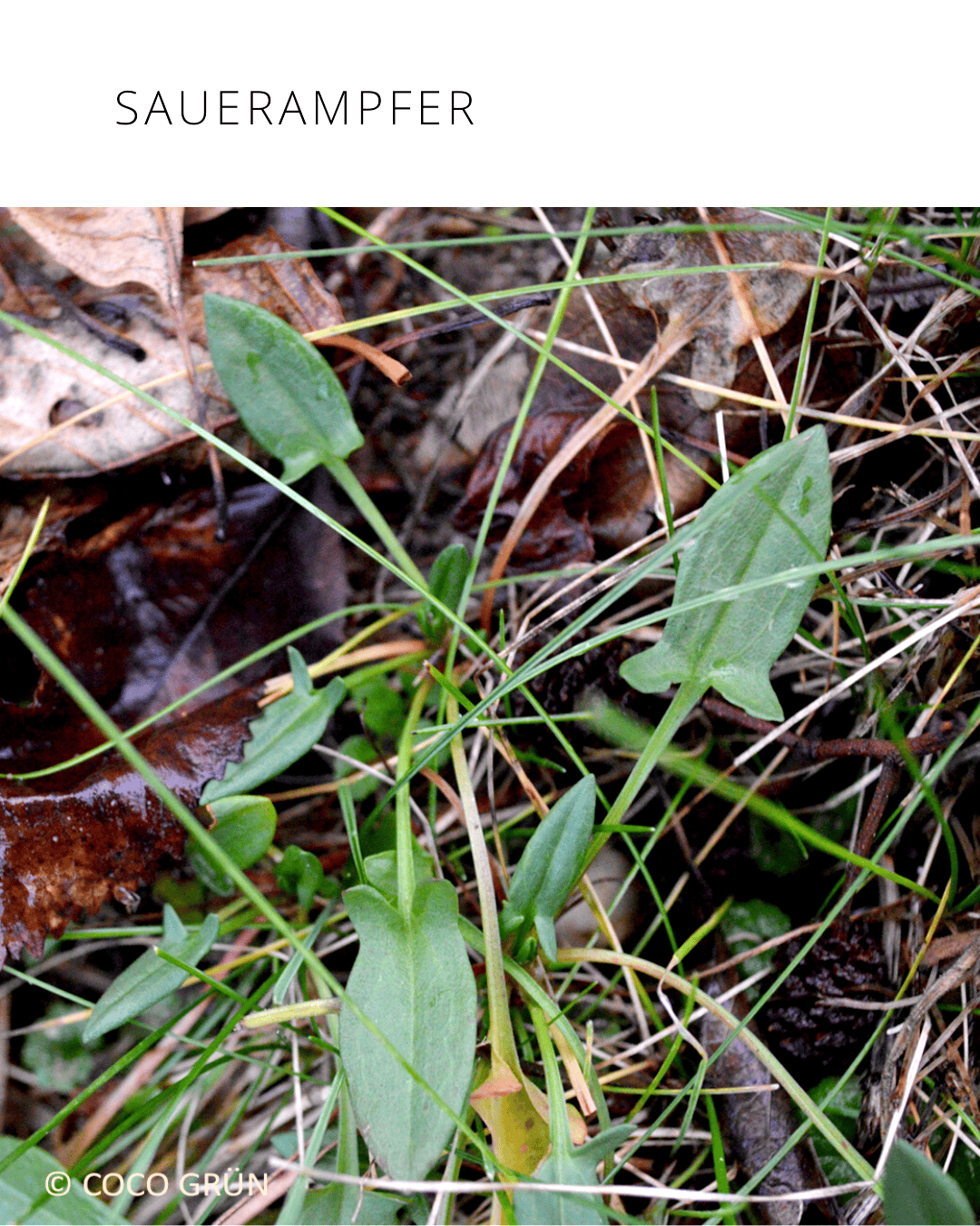 Sauerampfer