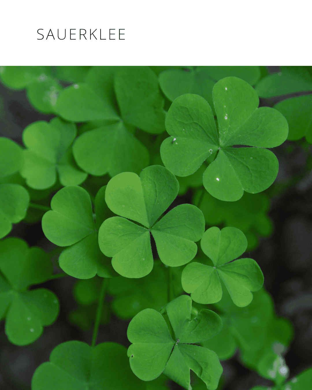 Sauerklee
