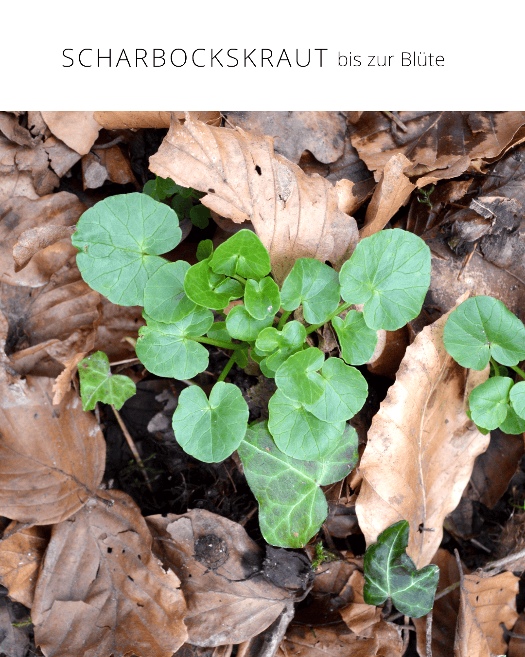 Scharbockskraut