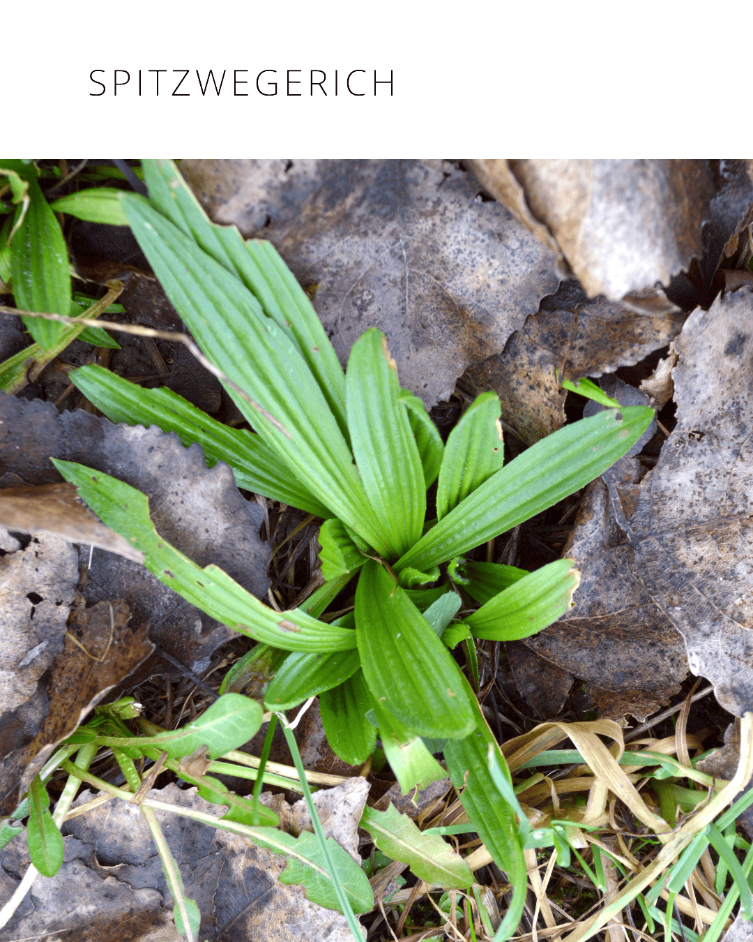 Spitzwegerich