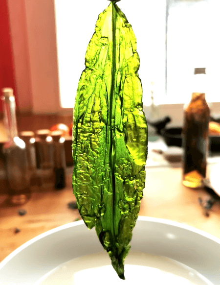 Bärlauchblatt frittiert