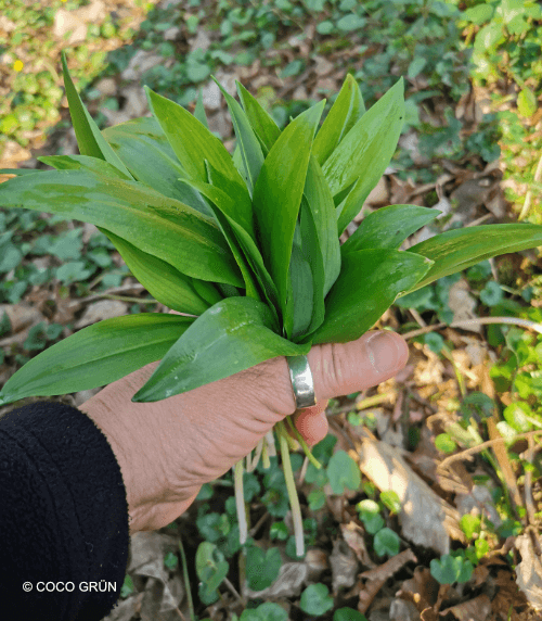 Bärlauch Handstrauss