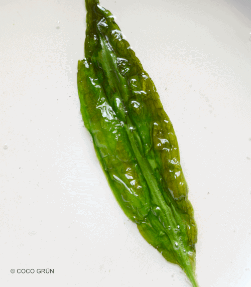 Bärlauchblatt geröstet