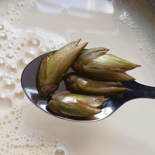 Pappelknospen auf Löffel