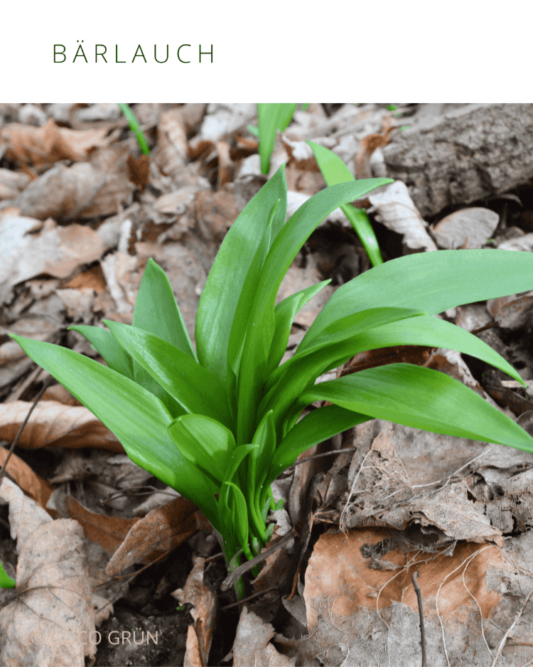 Bärlauch im Wald