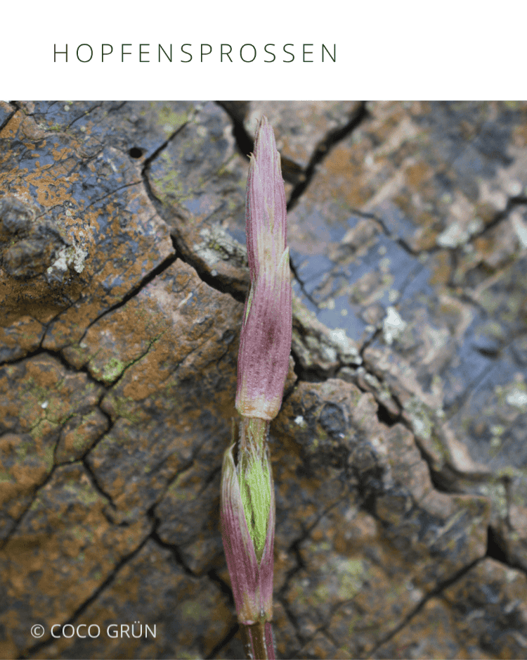 Hopfensprossen
