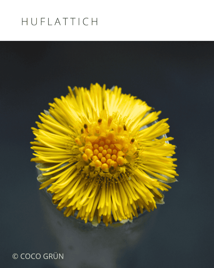 Huflattichblüte