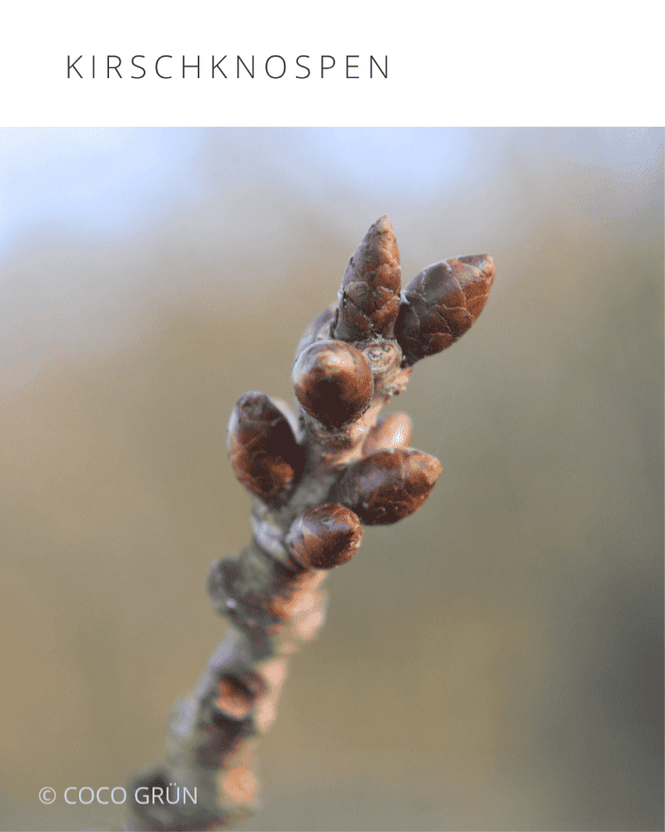 Kirschknospen am Zweig
