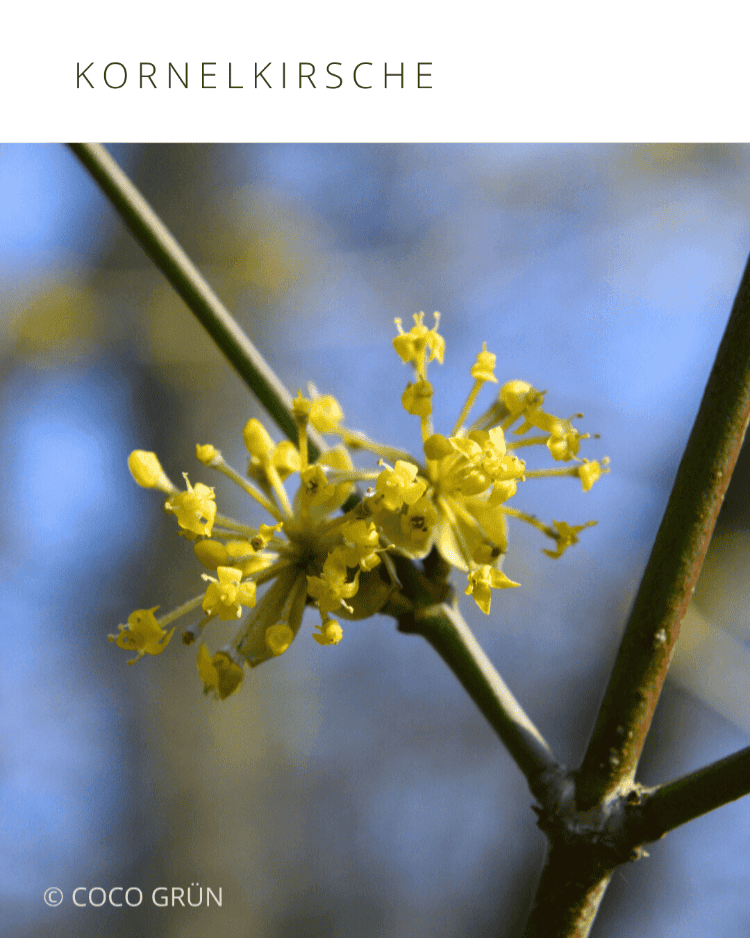 Kornelkirsche mit Blüten