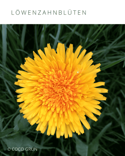 Löwenzahnblüte