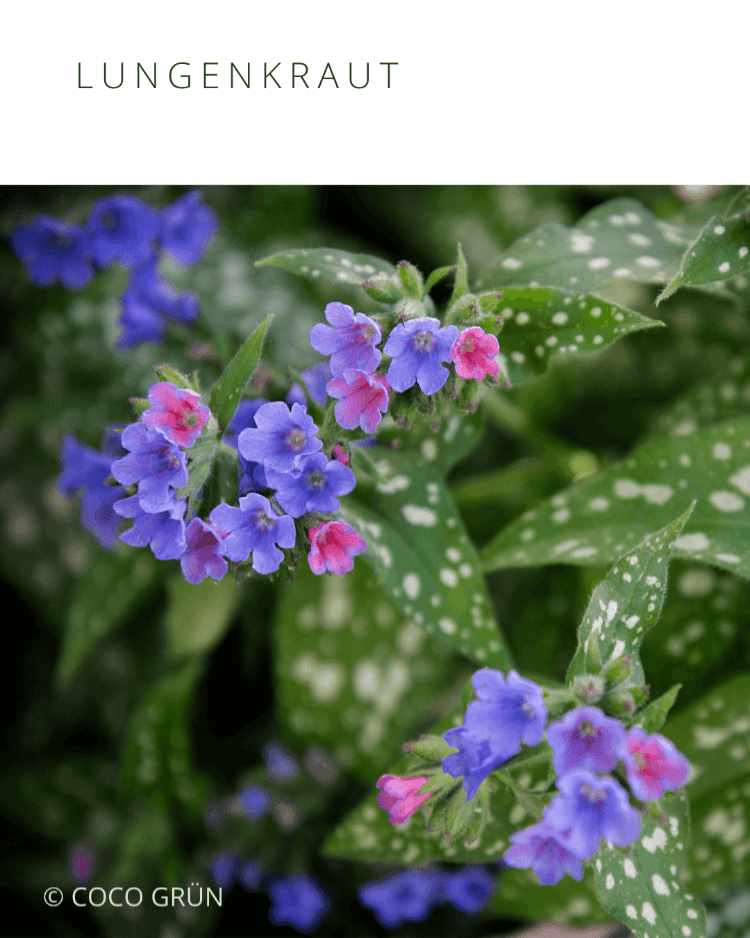 Lungenkraut mit Blüten