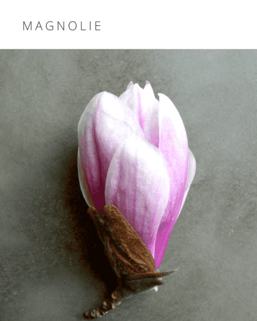 Magnolie