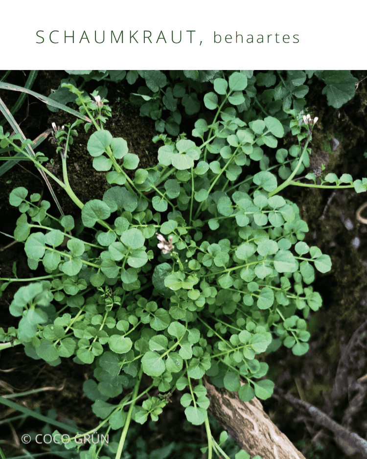 Schaumkraut