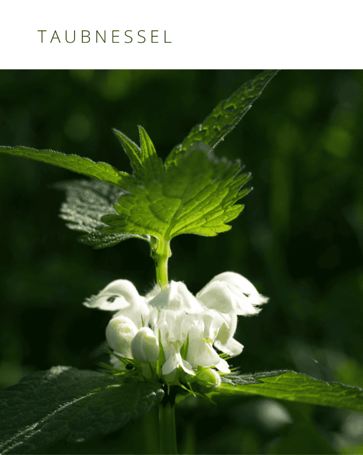 weiße Taubnessel mit Blüten