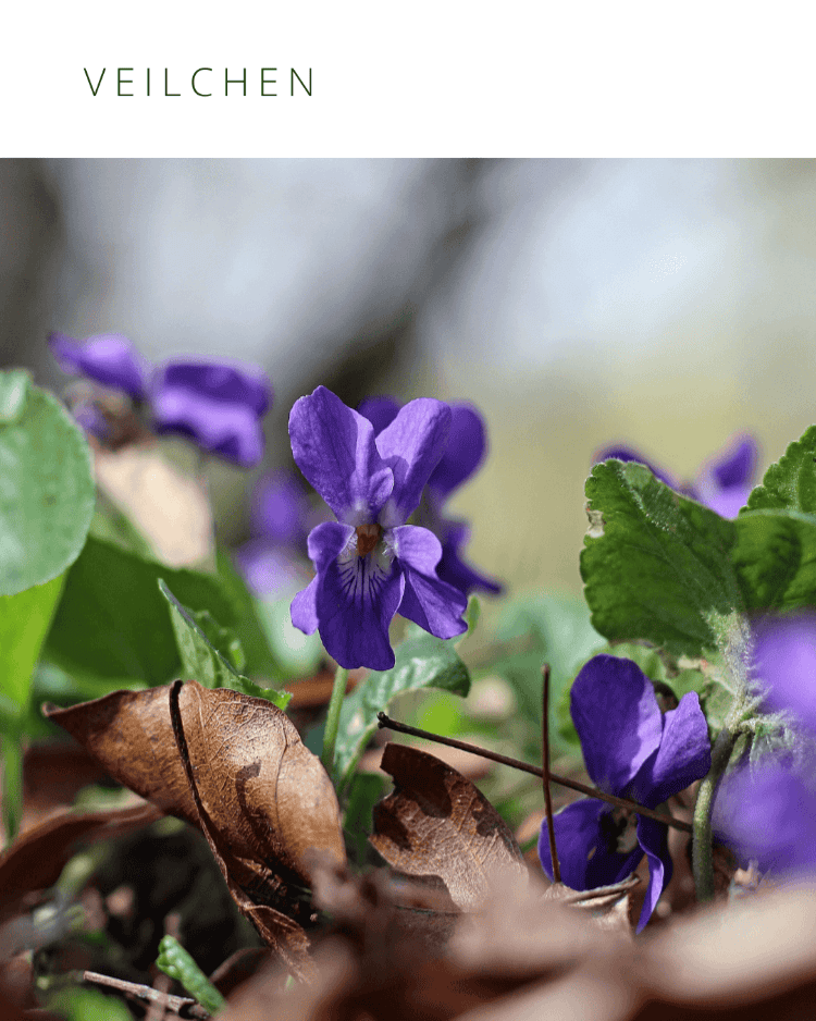Veilchen