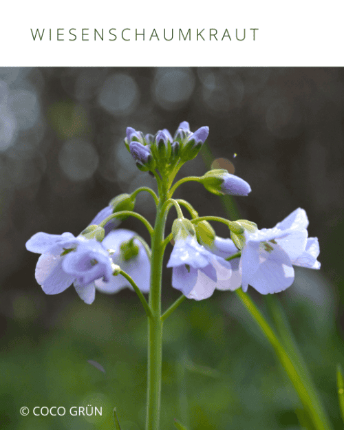 Wiesenschaumkraut