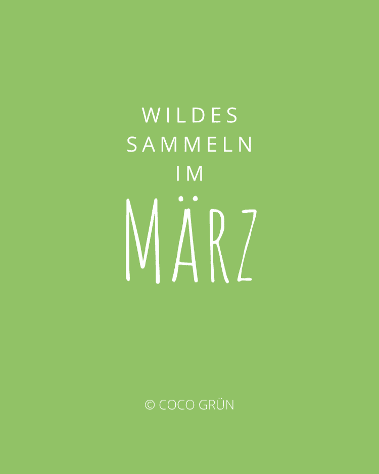 Wildpflanzen sammeln im März