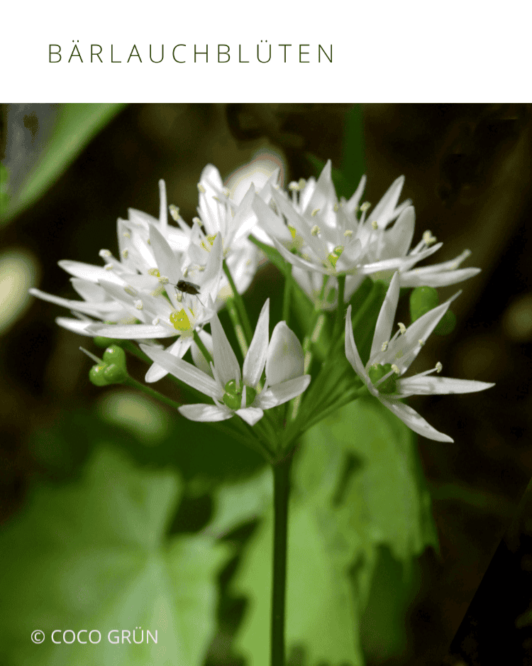 Bärlauchblüte COCO GRÜN