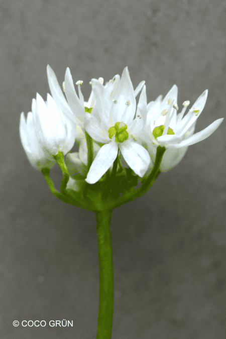 Bärlauchblüte