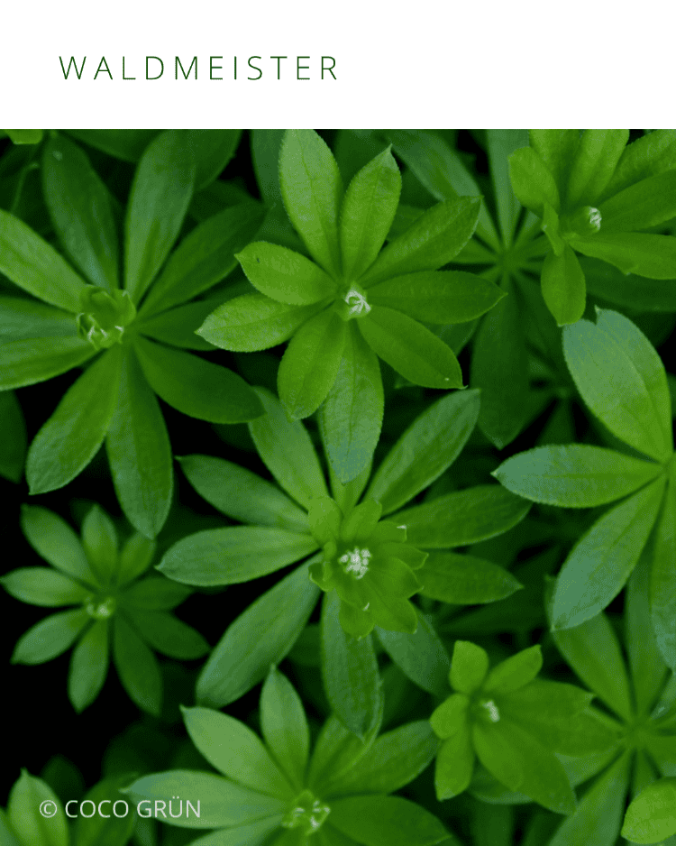 Waldmeister COCO GRÜN