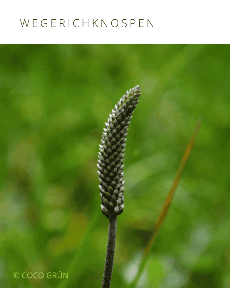 Wegerichknospen COCO GRÜN
