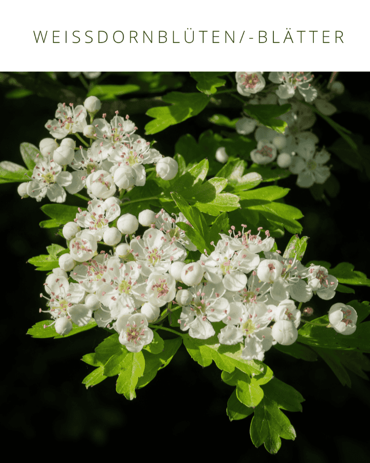 Weißdornblüten COCO GRÜN