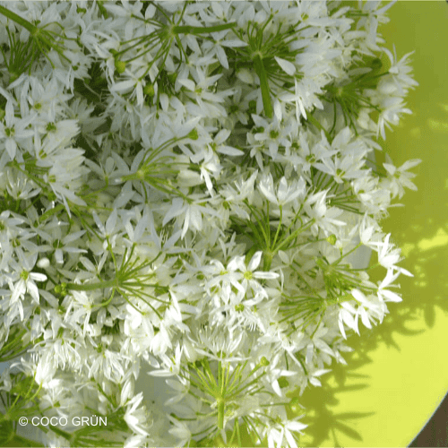 Bärlauchblüten