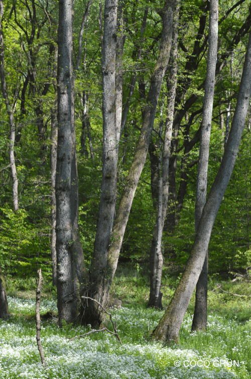 Wald mit Blüten im Unterholz 